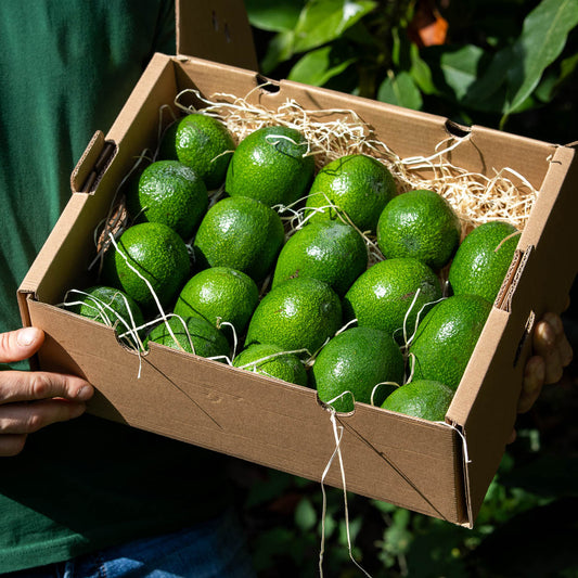 Avocat bio direct de Julian