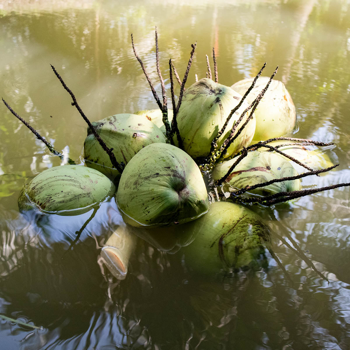 Noix de coco fraîche bio