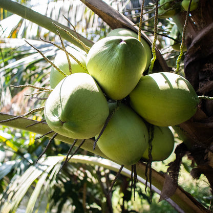 Noix de coco fraîche bio