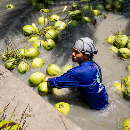 Noix de coco fraîche bio