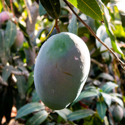 Mangue Keit bio direct de Julian