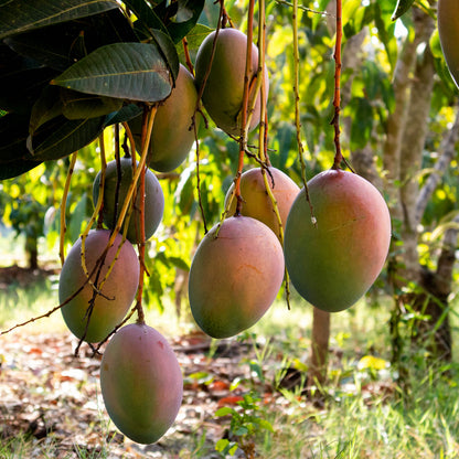 Mangue Keit bio direct de Julian